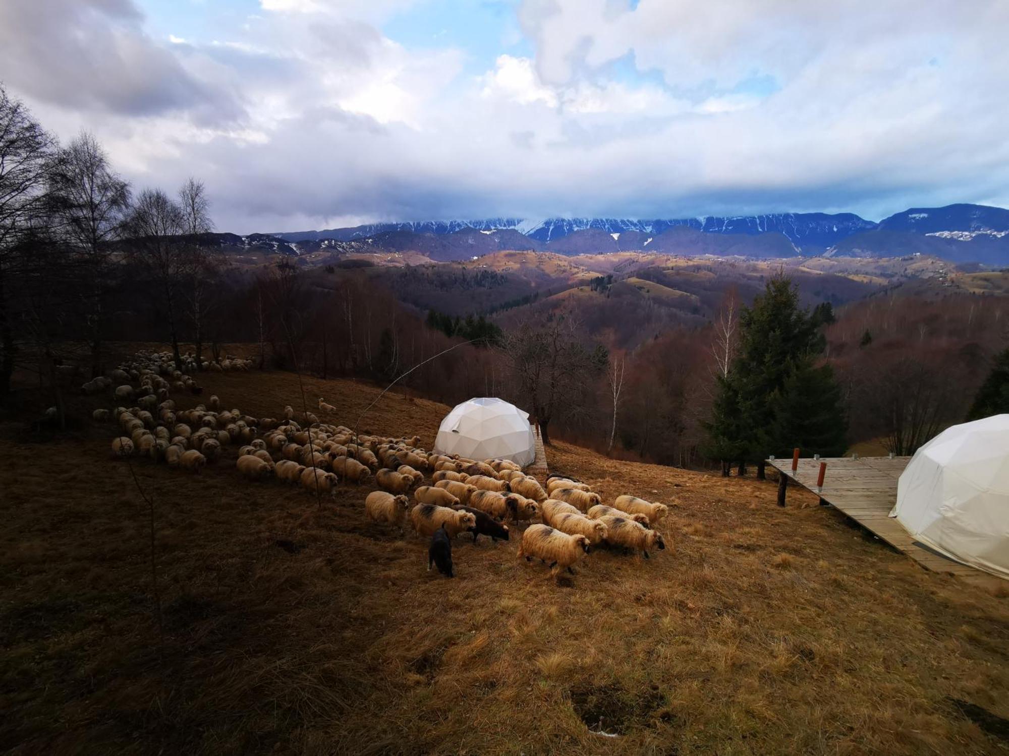 Hotel Glamping Zazen Drumu Carului Exterior foto